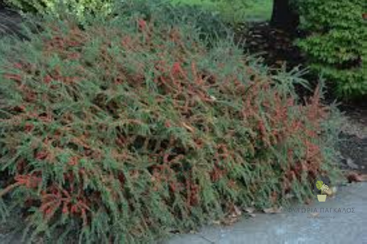 ΚΥΔΩΝΙΑΣΤΡΟ – Cotoneaster horizontalis - 2